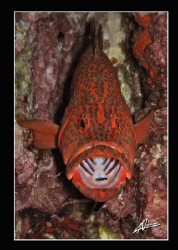 cleaning time for a coral grouper by Adriano Trapani 